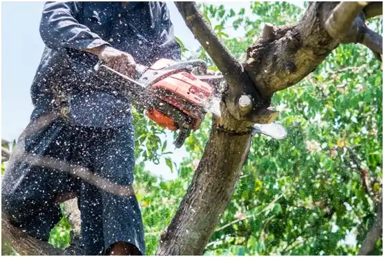 tree services Belleville